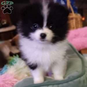 Cookies & Cream, Pomeranian Puppy